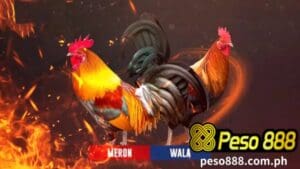 Kung mahilig ka sa sabong, ang sabong online viewing ng Peso888 isang magandang paraan para manood Online sabongsa iyong paglilibang.