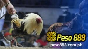 Sa madaling sabi, malaki ang epekto ng pag-angat ng Philippine Peso888 Online Sabong platform sa industriya ng sabong.